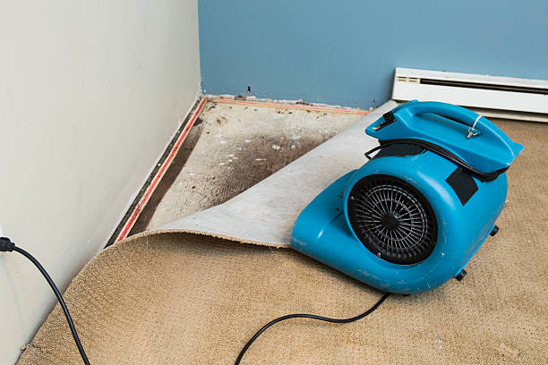 Best Local water damage restoration  in Fort Denaud, FL